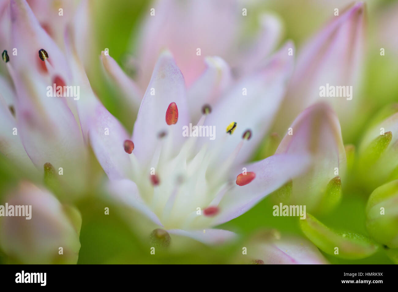 Flower Macro Stock Photo