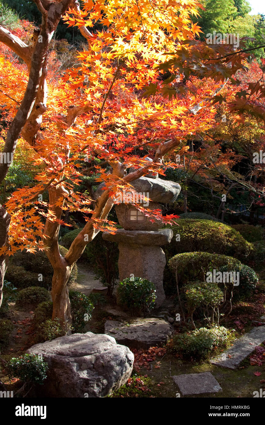 Orange japanese maples in park hi-res stock photography and images - Alamy