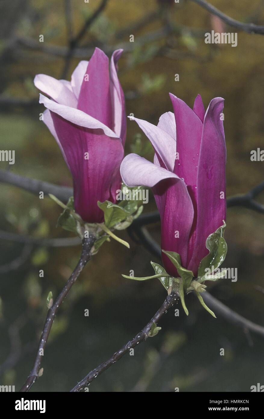 Lily Magnolia (Magnolia liliflora) flowers Stock Photo