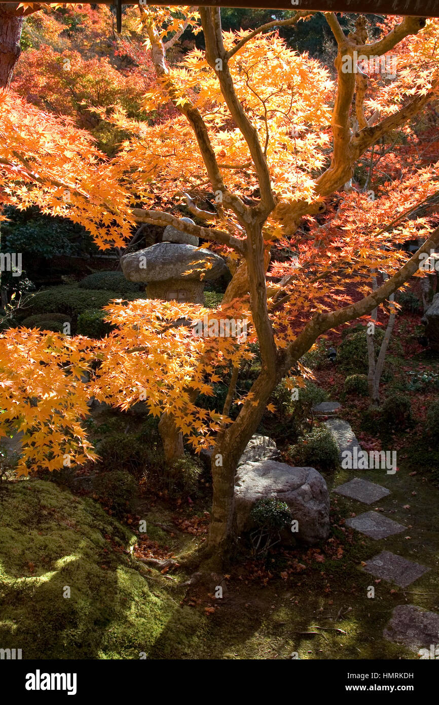 Red japanese maple leaves in autumn Stock Photo - Alamy