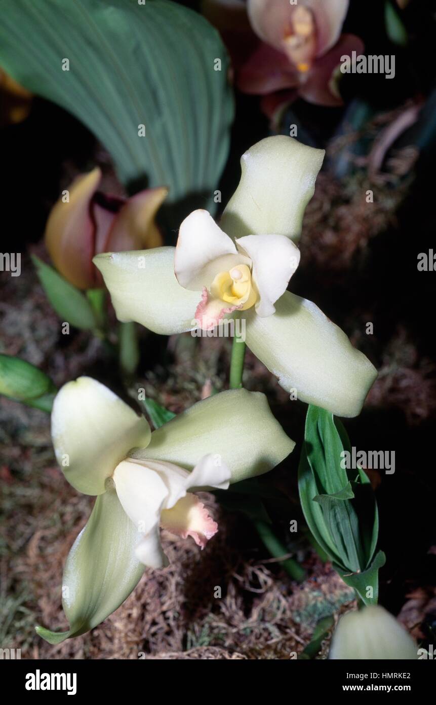 Orchid (Lycaste Erin Harmony), Orchidaceae. Stock Photo