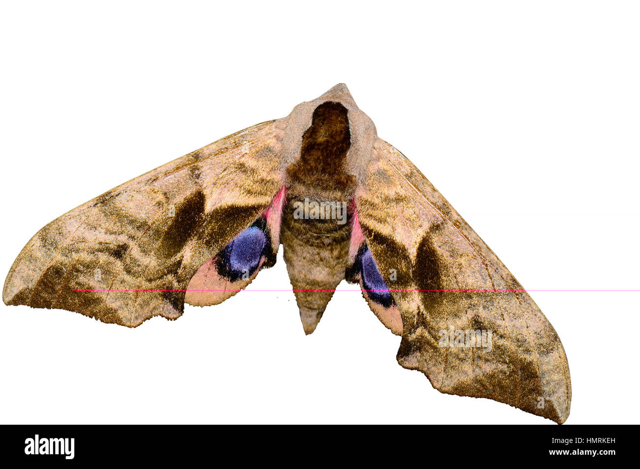 nocturnal butterfly isolated on white background Stock Photo Alamy