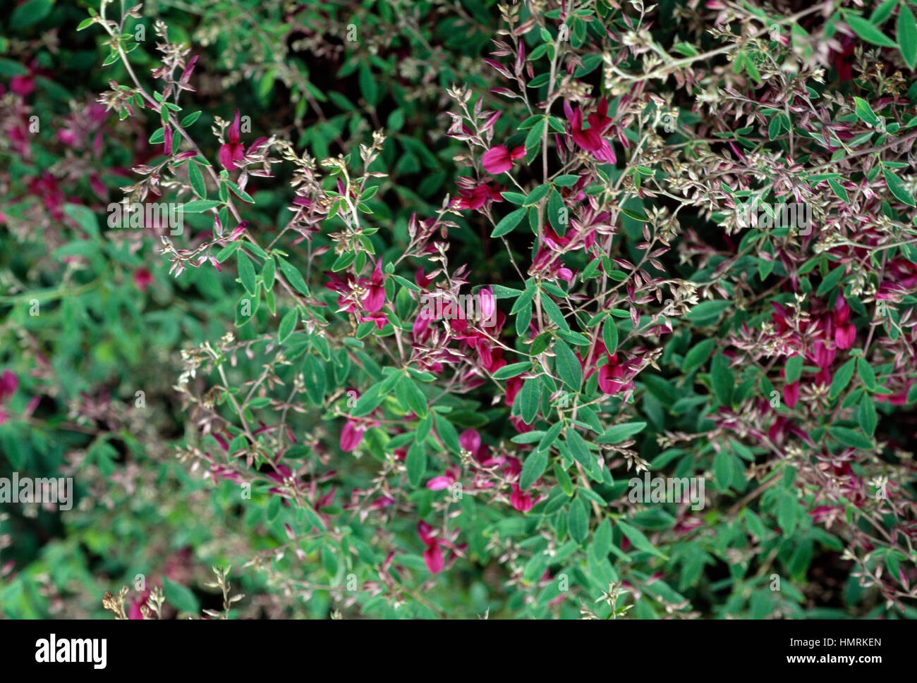 Thunberg's bushclover or Thunberg's lespedeza (Desmodium penduliflorum or Lespedeza thunbergii), Fabaceae. Stock Photo