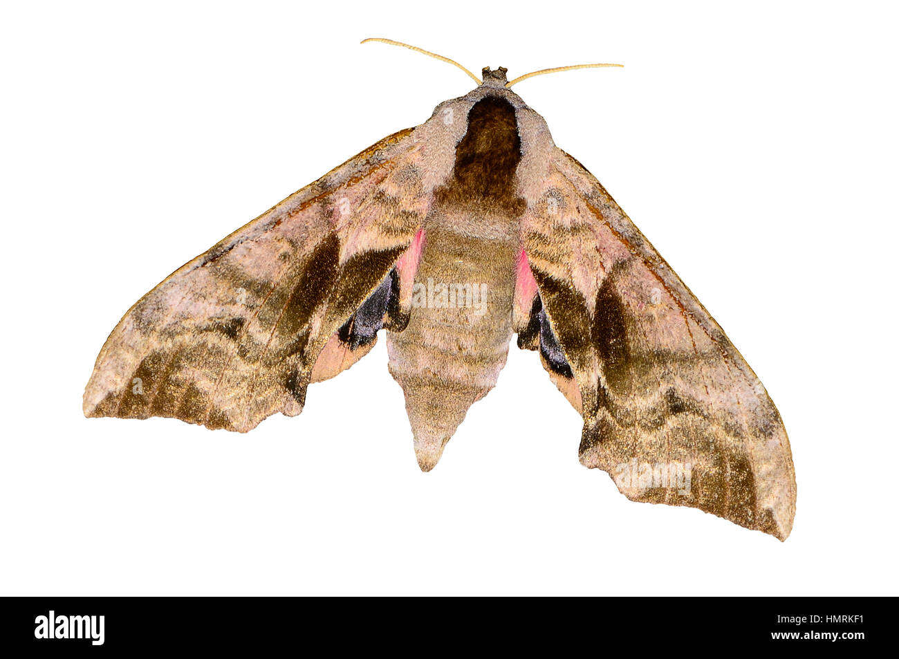 nocturnal butterfly isolated on white background Stock Photo Alamy