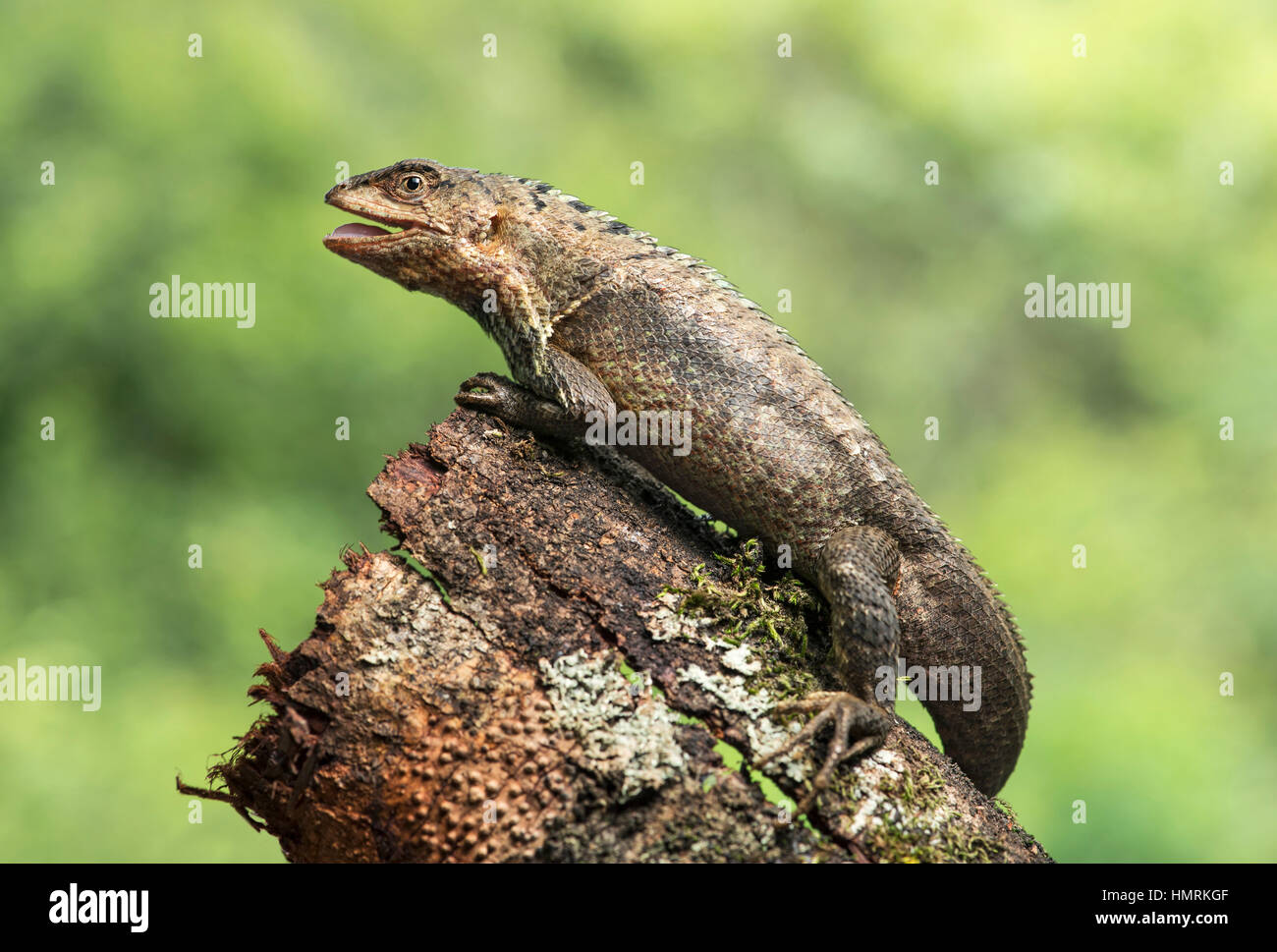 Male Puyango Whorltail-Iguana (Stenocercus puyango), Jorupe Biological Reserve, Western Andean foothills, Ecuador Stock Photo
