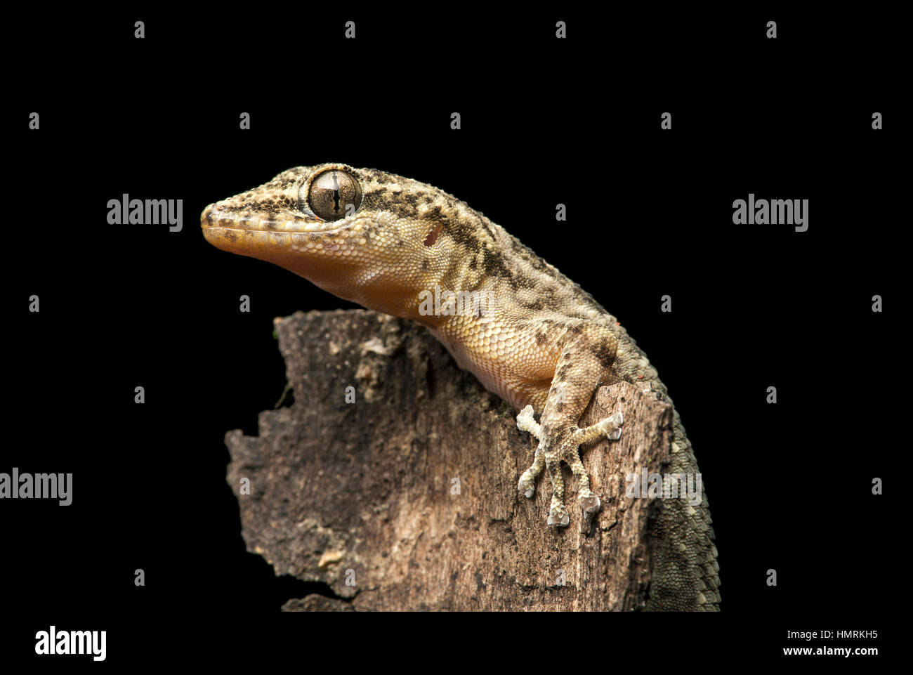 Costal leaf-toed gecko (Phyllodactylus reissii), Jorupe Biological Reserve, Western Andean foothills, Ecuador Stock Photo