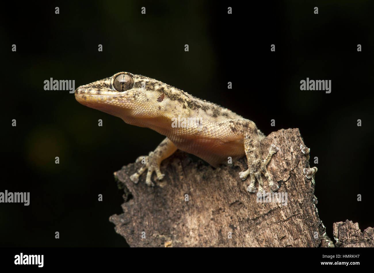 Costal leaf-toed gecko (Phyllodactylus reissii), Jorupe Biological Reserve, Western Andean foothills, Ecuador Stock Photo