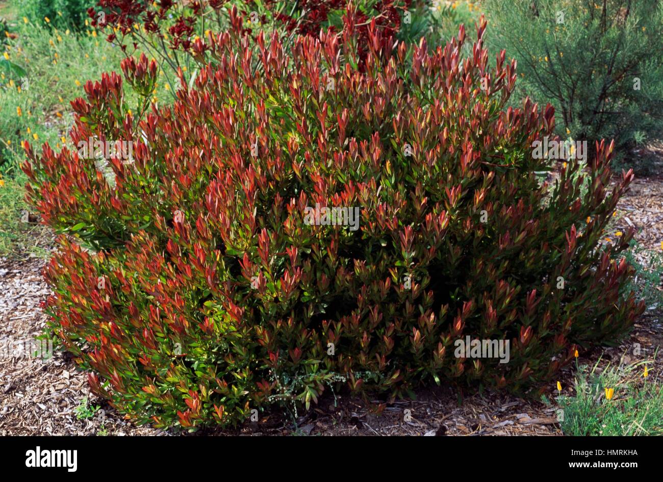 Cone Bush, Sunshine Conebush or Sunshine Protea (Leucadendron Wilson&rsquo;s