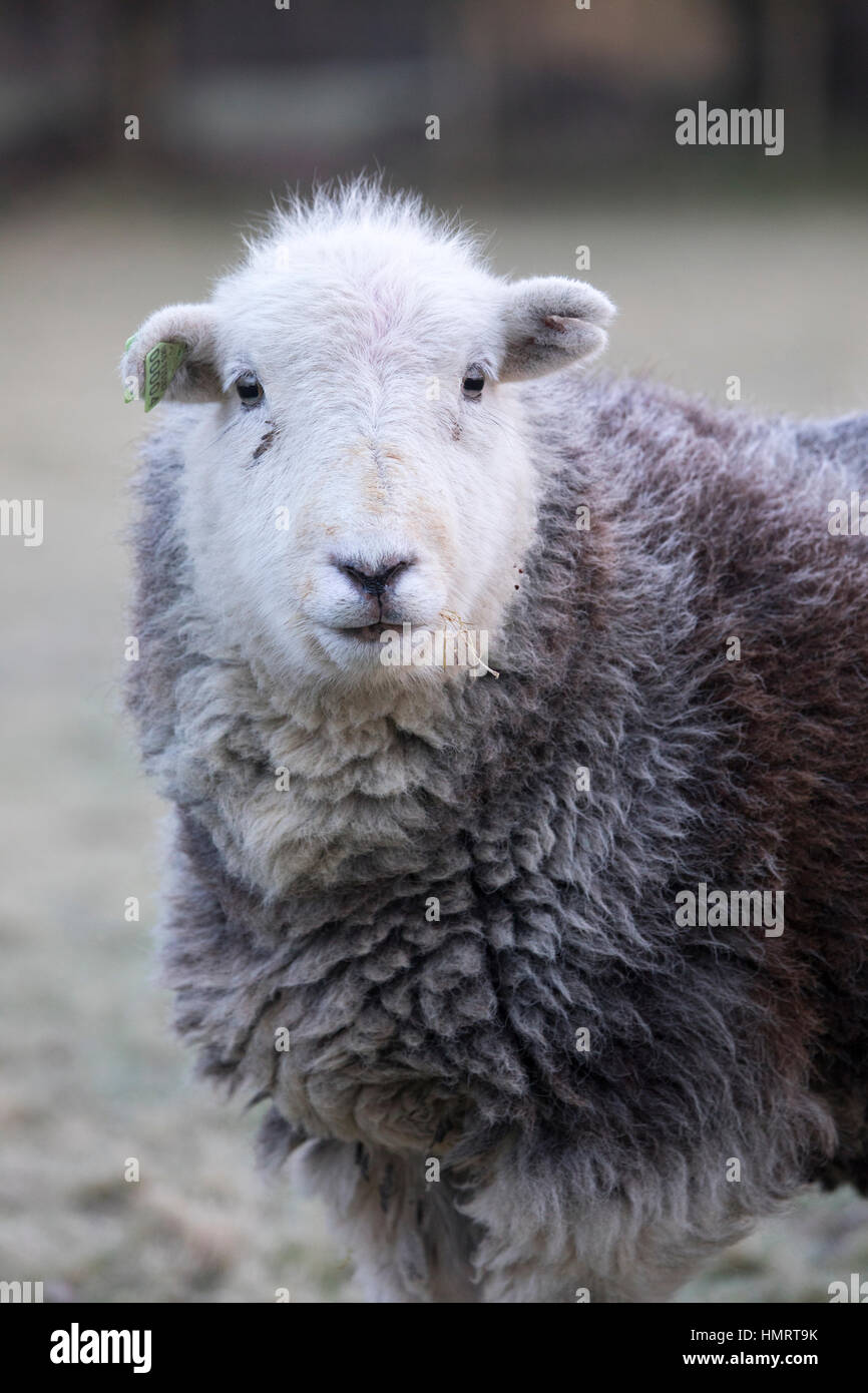 Flintshire, Wales, UK. 5th Feb, 2017. UK Weather: Once gain freezing conditions this morning over rural Flintshire with a ground frost and -1C as a Herdwick Sheep poses for the camera and used to the freezing conditions © DGDImages/Alamy Live News Stock Photo