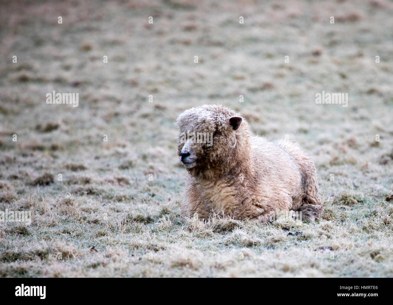 A Corriedale sheep lay down in a frosted field in Flintshire, UK Stock Photo