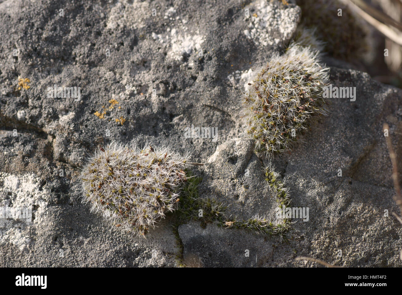 Grey Cushion Moss (Grimmia pulvinata) Stock Photo