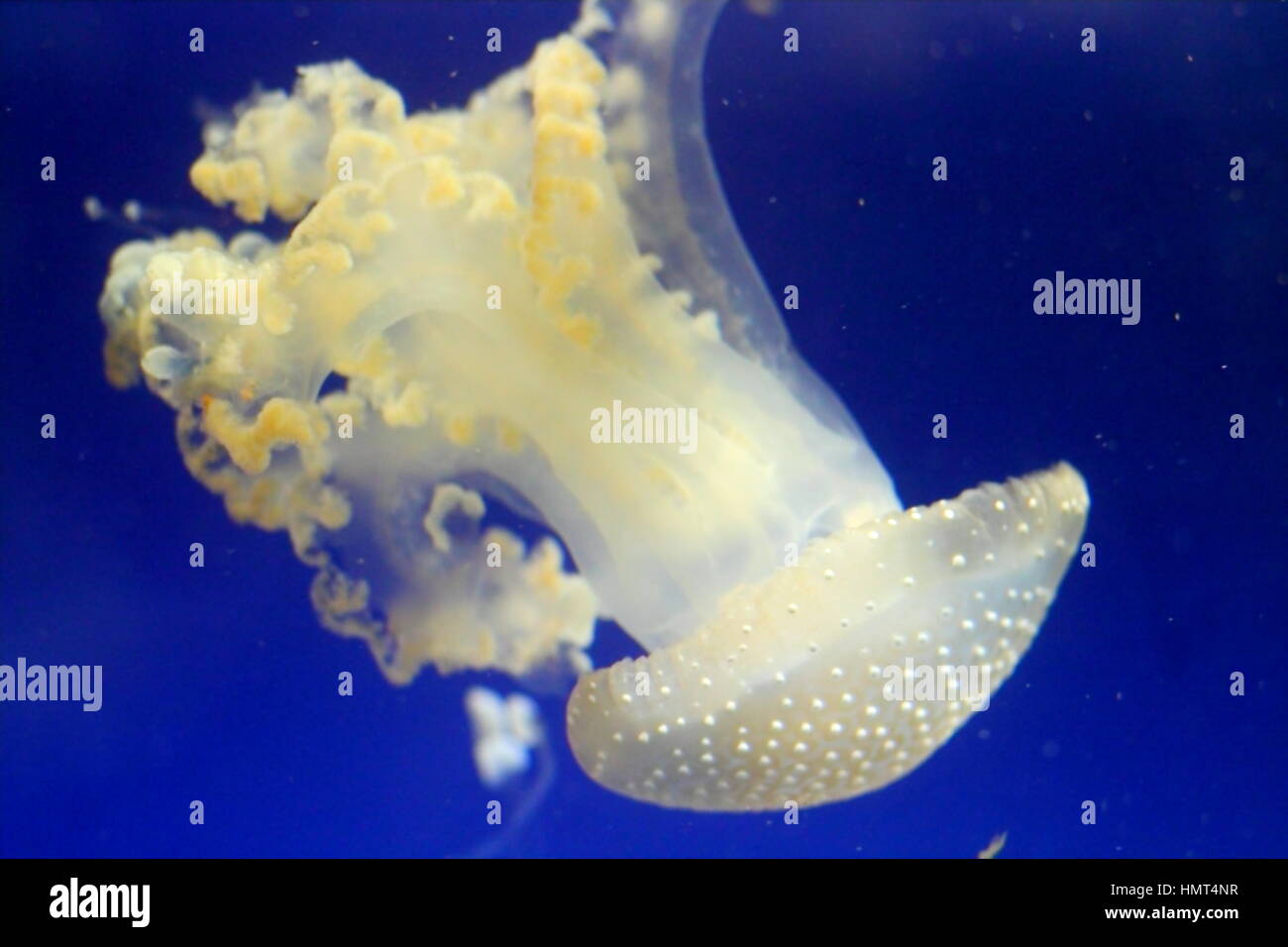 Beautiful white jellyfish floating in electric blue aquarium water Stock Photo Alamy