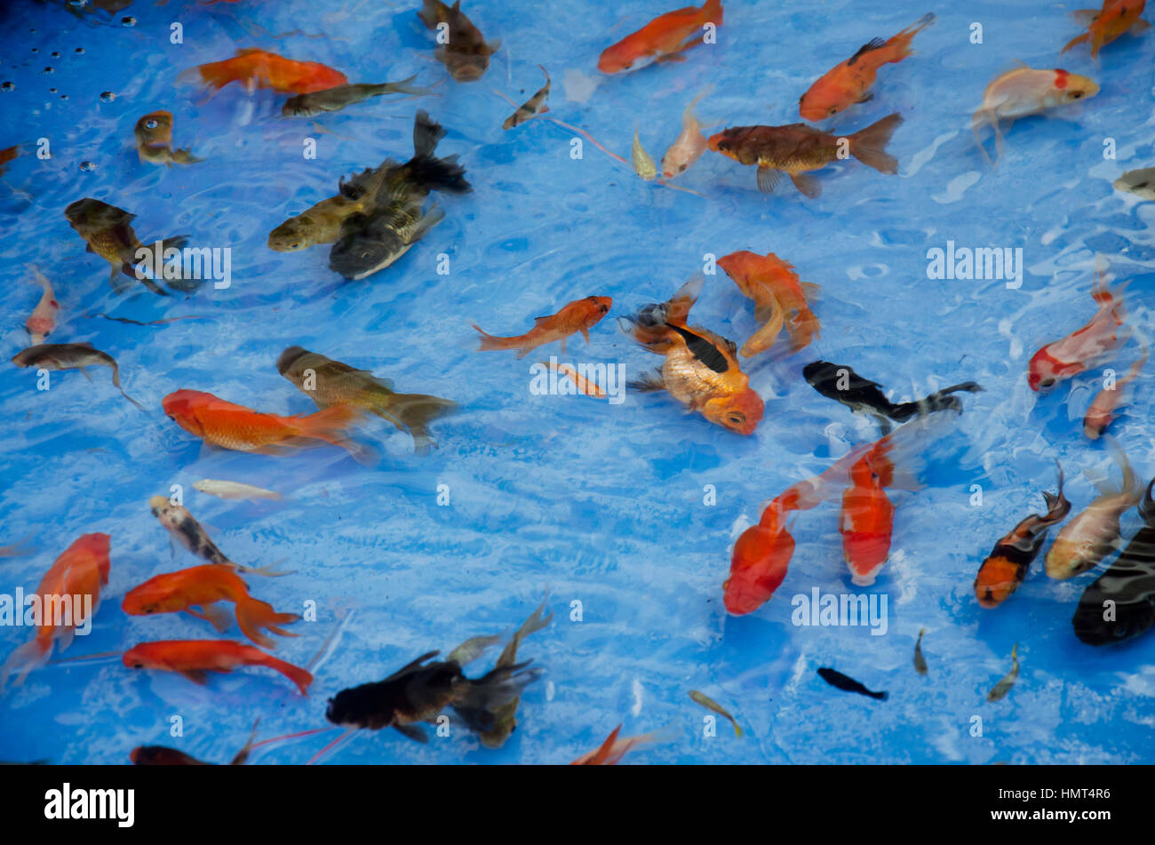Asian Thai Children Playing Goldfish Scooping Game Or Paper Scoop Fish Catch In Tank At Tha Nam Non Market On July 28 16 In Nonthaburi Thailand Stock Photo Alamy