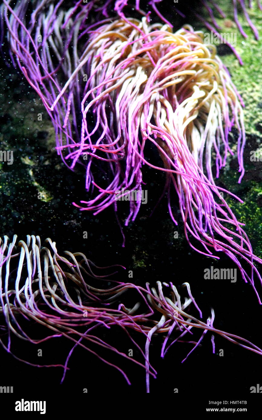Soft focusedpurple pink coral polyps in aquarium. Seabottom background. Stock Photo