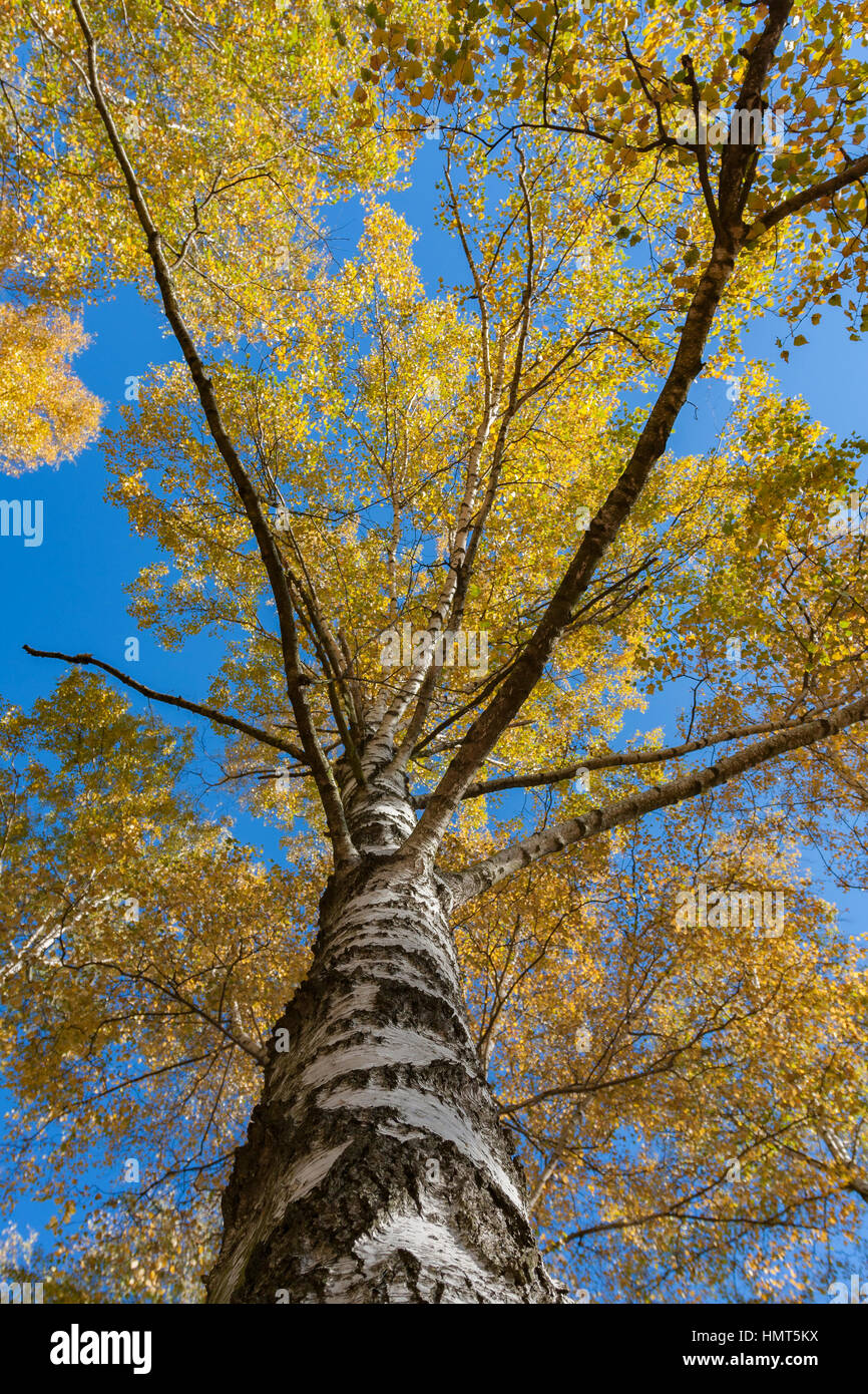 Autumn birch with yellow leaves illuminated by the sun Stock Photo - Alamy