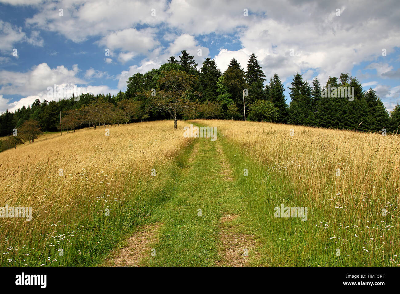 beautiful landscape in the Black Forest in Germany Stock Photo - Alamy