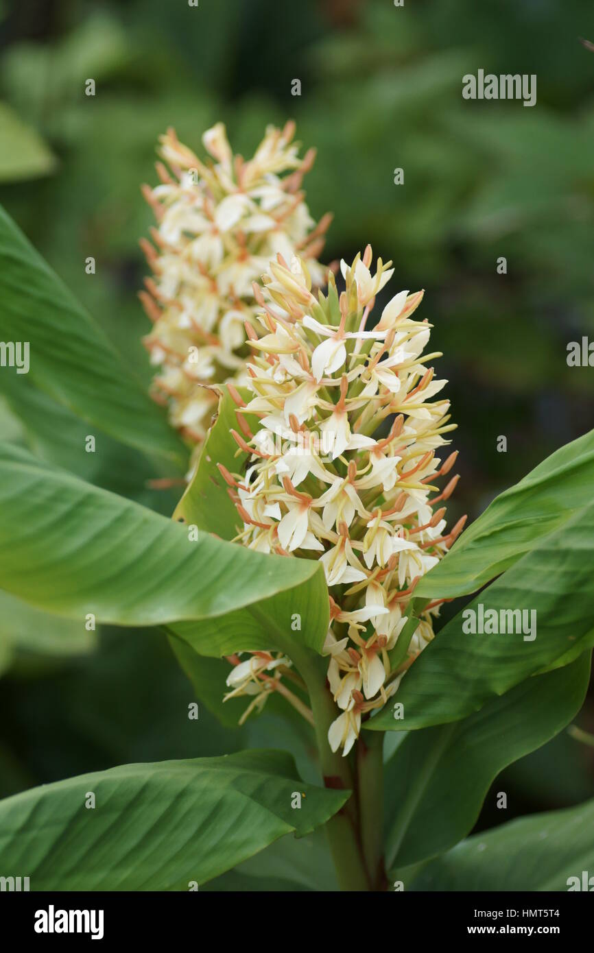 Hedychium densiflorum 'Stephen' Stock Photo