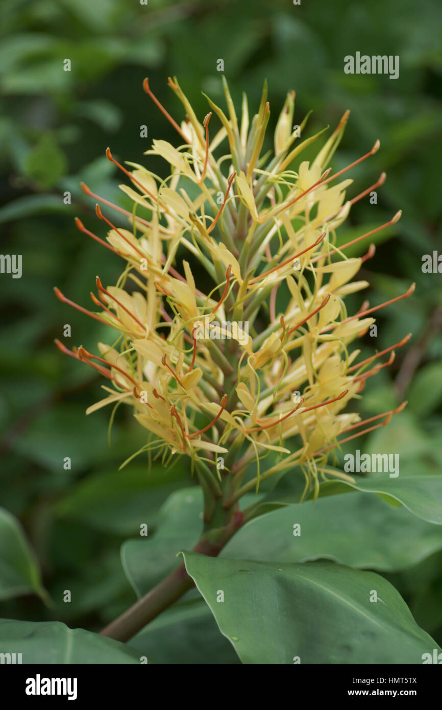 Hedychium gardnerianum Stock Photo