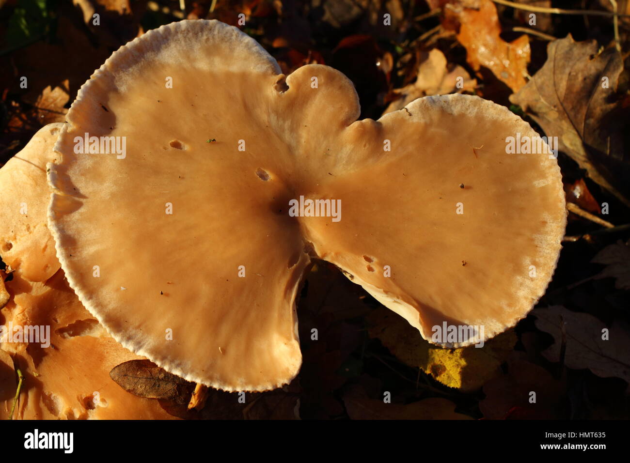 Chanterelle england hires stock photography and images Alamy