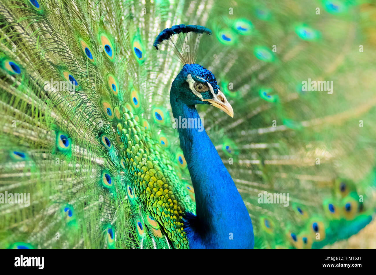 Beautiful peacock showing its feather Stock Photo