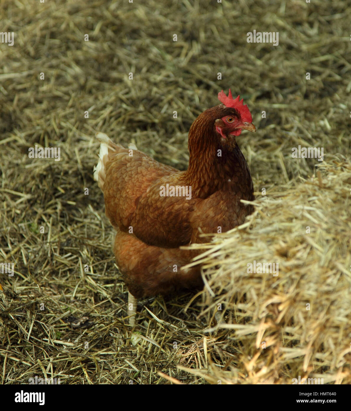A free range chicken on grass beside a straw bale. Stock Photo