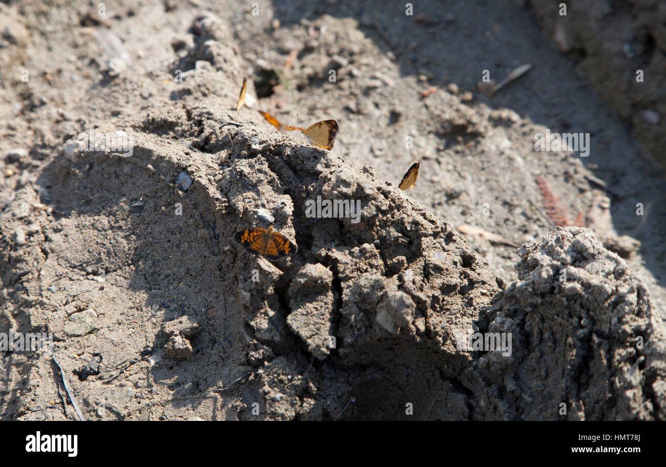 Orange and black butterfly perched in the mud Stock Photo