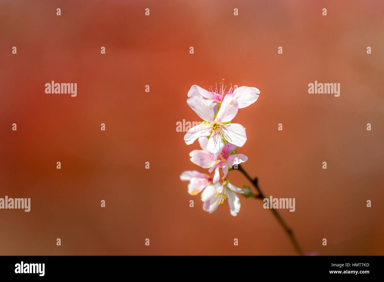 Sakura Cherry blossoms for spring background japan Stock Photo - Alamy