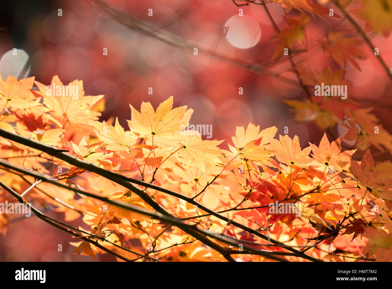 Red leave of maple tree for autumn fall background Stock Photo - Alamy
