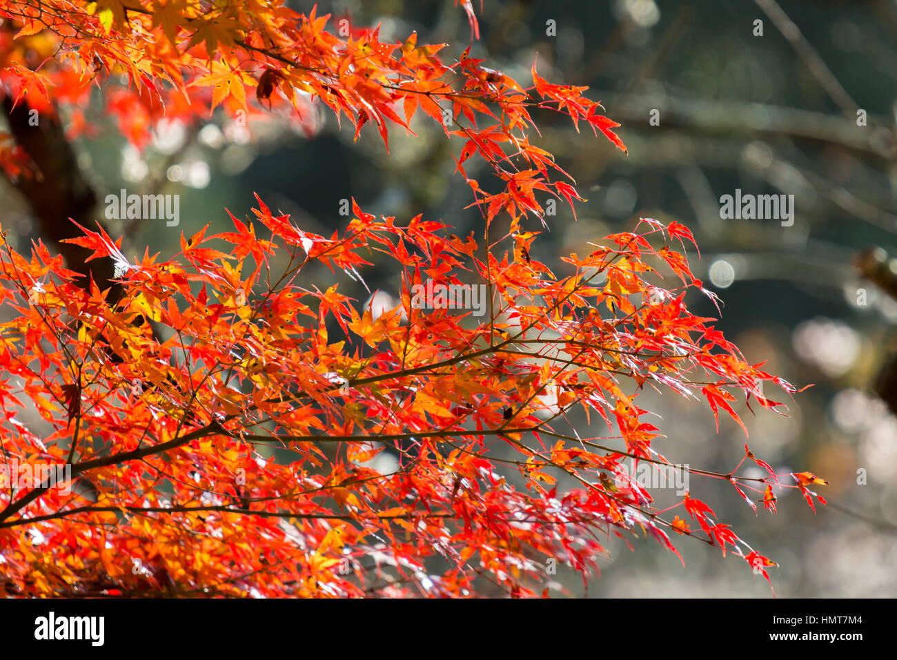 Red leave of maple tree for autumn fall background Stock Photo - Alamy