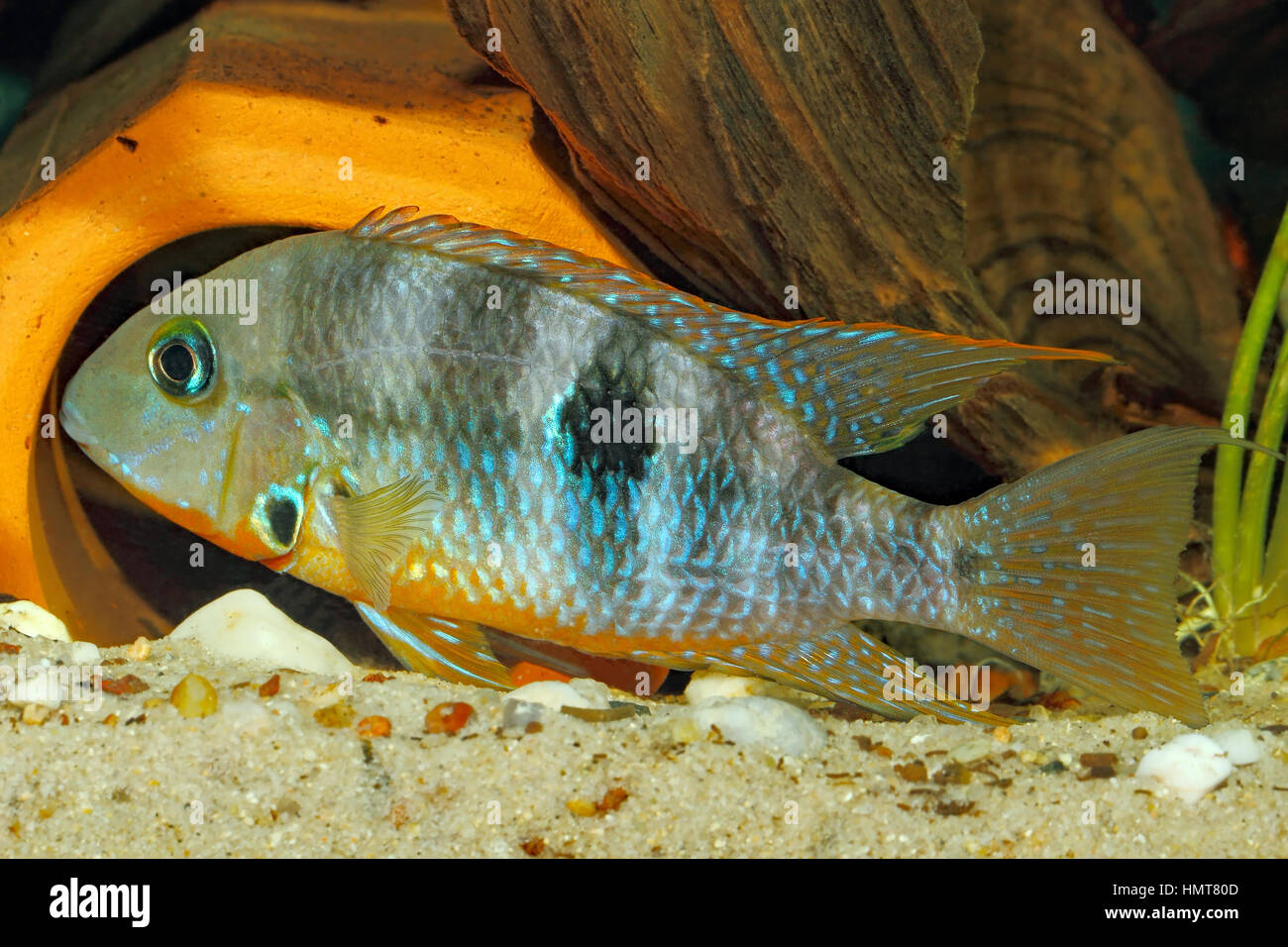 Yellow Fire Mouth (Thorichthys affinis) - male Stock Photo