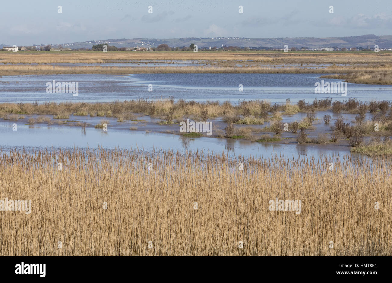 Steart Marshes - new wetland reserve in Bridgwater Bay, created as part of managed retreat scheme. Somerset. Stock Photo