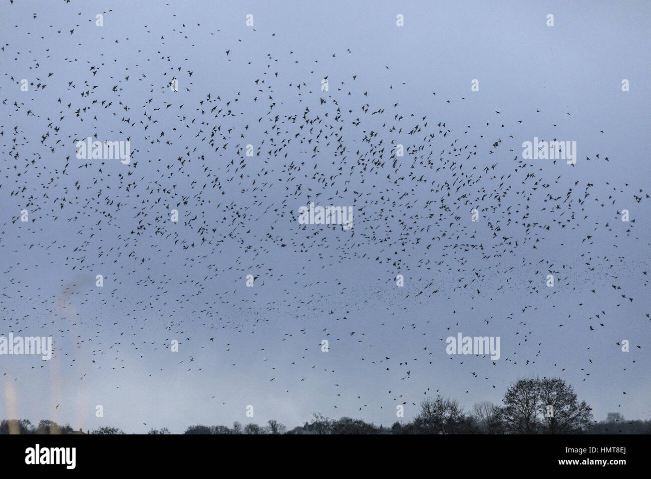 Starlings, Sturnus vulgaris, in huge flocks coming in to roost, evening at Ham Wall, Somerset Levels. Stock Photo