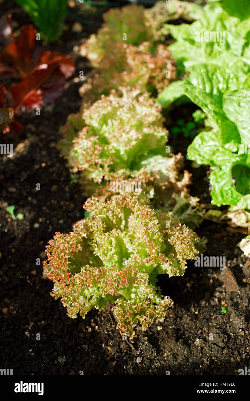 lettuce growing in a garden Stock Photo Alamy
