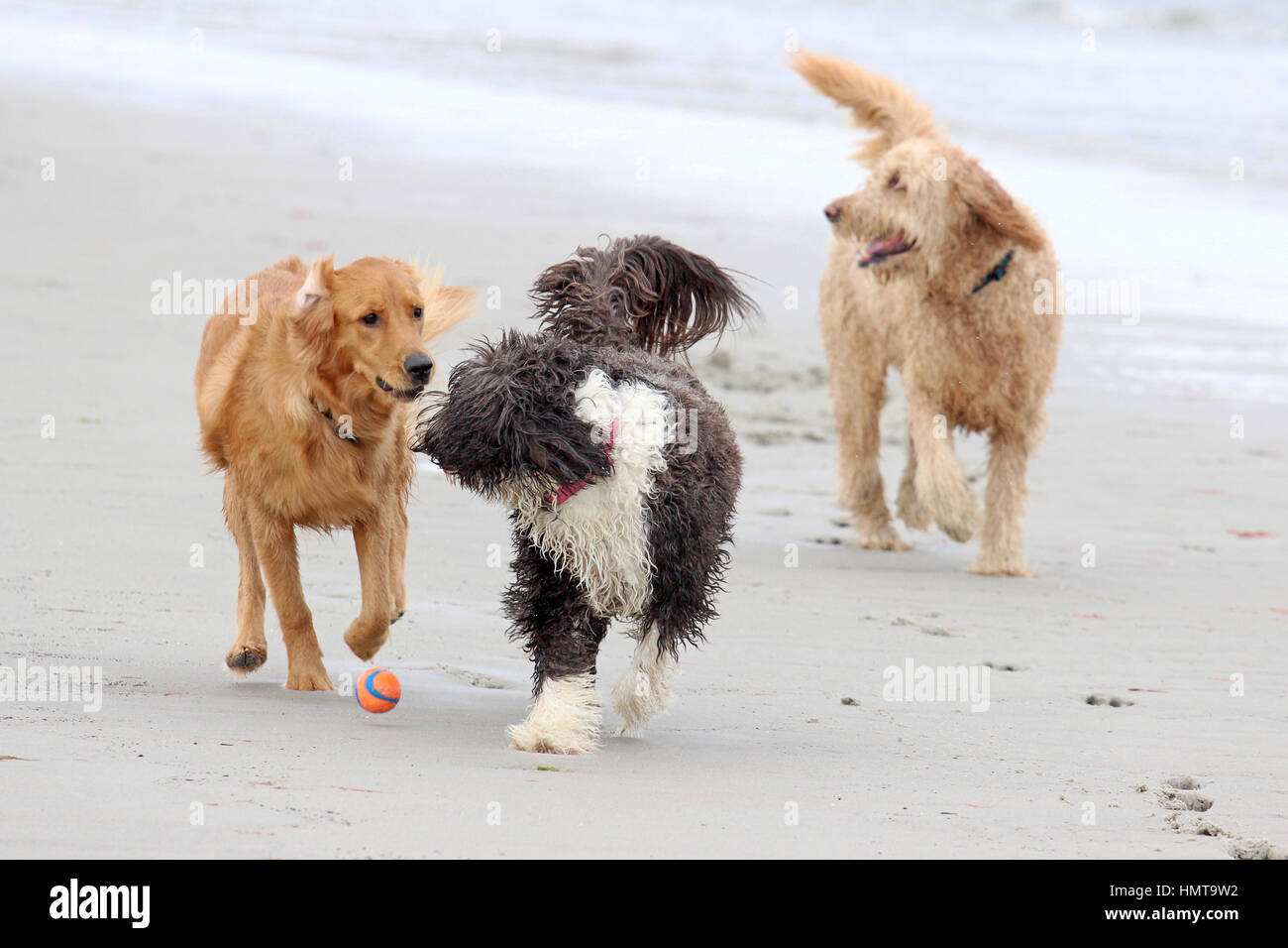 Three dogs playing an energetic game with a ball at the beach Stock