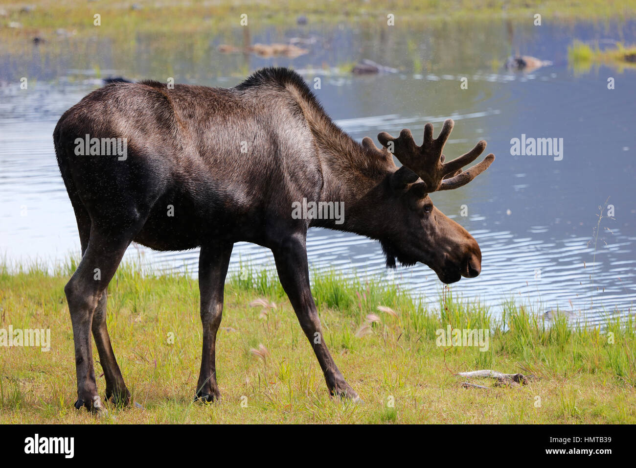 Bull Moose in Alaska Lake Stock Photo Alamy