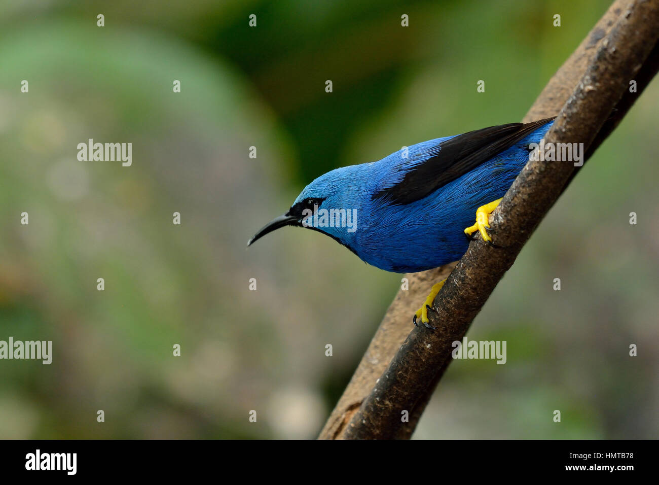 A Male Shining Honeycreeper in Costa Rica Tropical rain forest Stock Photo