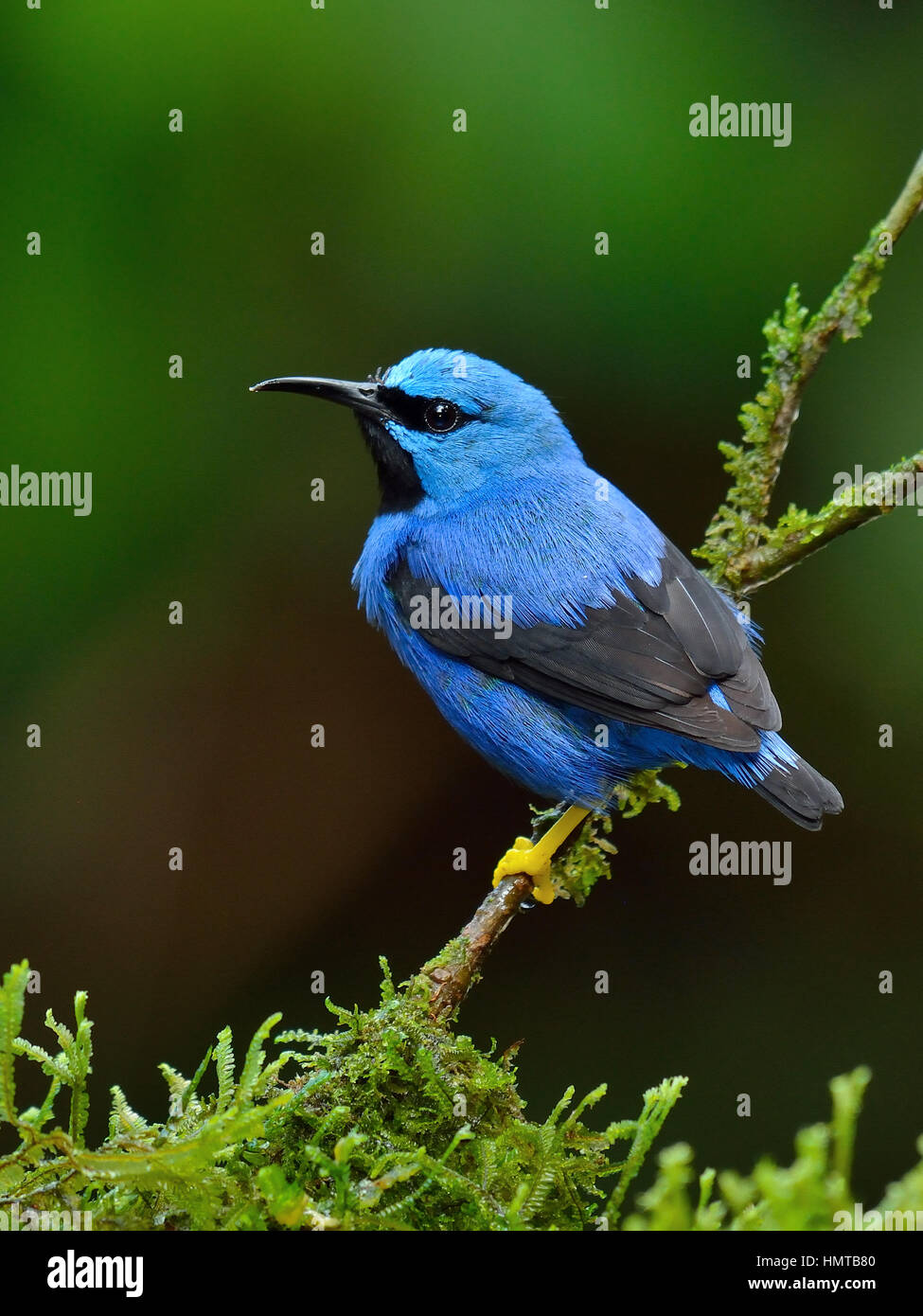 A Male Shining Honeycreeper in Costa Rica Tropical rain forest Stock Photo