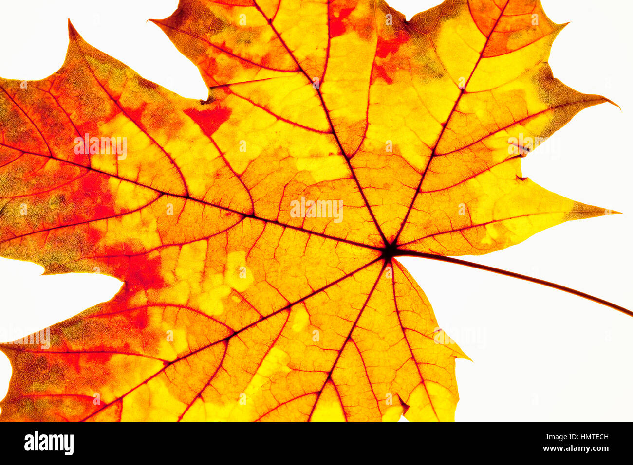 Closeup of Autumn Leaf - Isolated on White Stock Photo - Alamy
