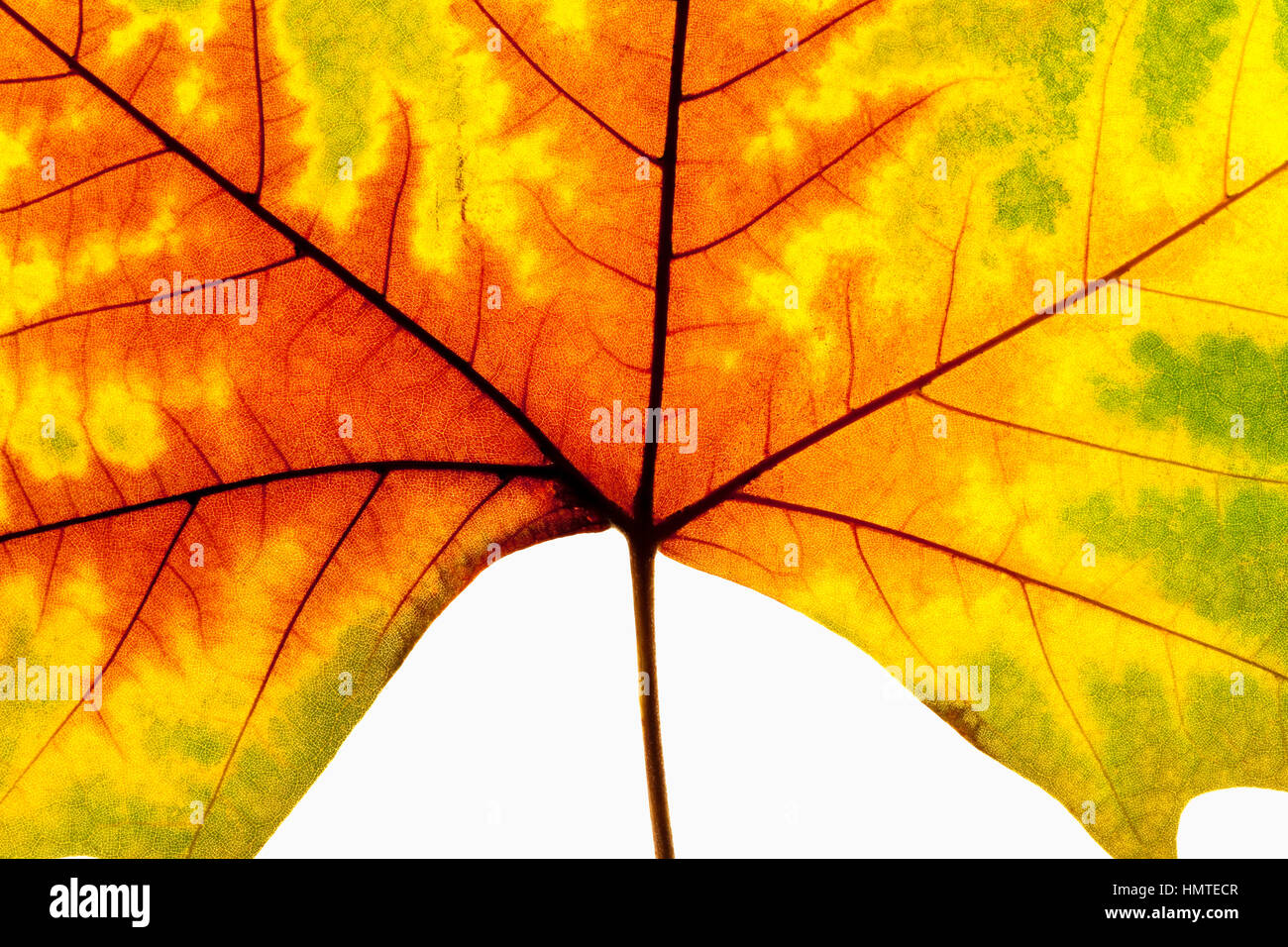 Closeup of Autumn Leaf - Isolated on White Stock Photo - Alamy