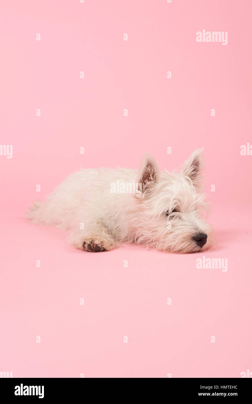 West Highland White Terrier or Westie or Westy Stock Photo
