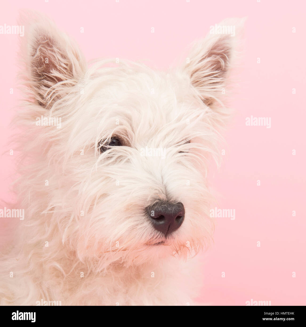 West Highland White Terrier or Westie or Westy Stock Photo