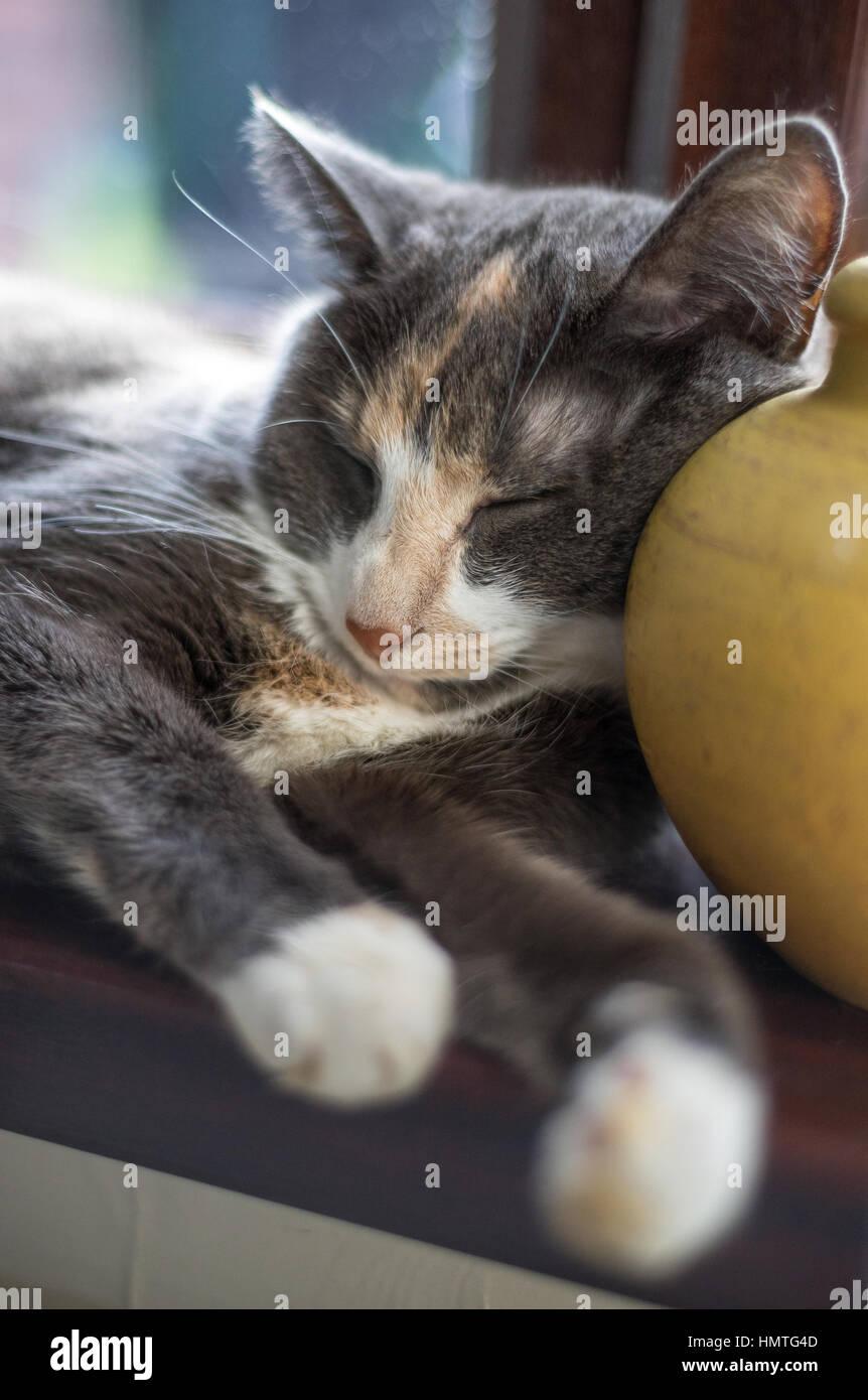 Cat napping on a windowsill on a lazy Sunday afternoon Stock Photo