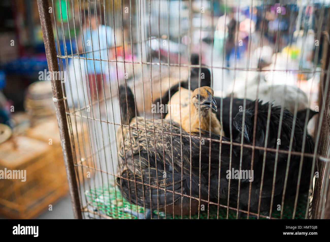 Birds in cages for sale. Chatuchak market, Bangkok Stock Photo