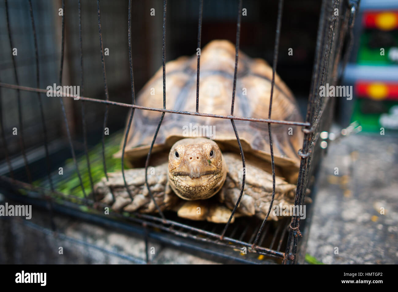 Turtle in a cage, Chatuchak market, Bangkok Stock Photo Alamy