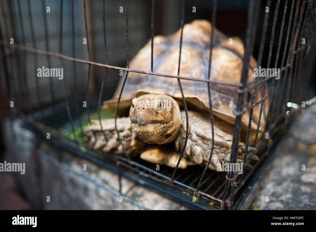 Turtle trade hi-res stock photography and images - Alamy