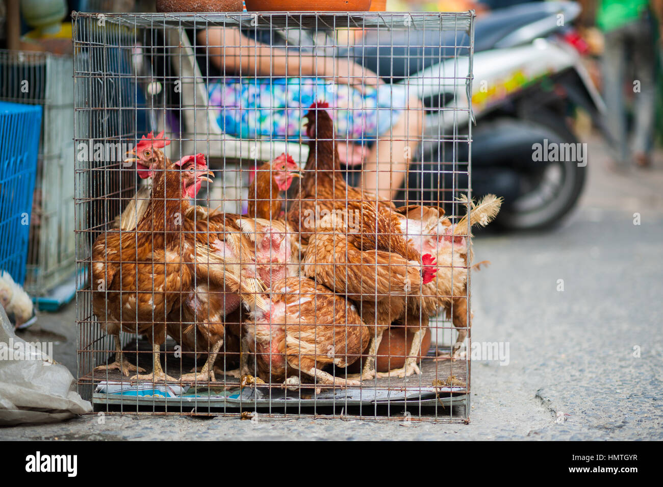 Chicken in a cage, Bangkok, Chatuchak. Stock Photo