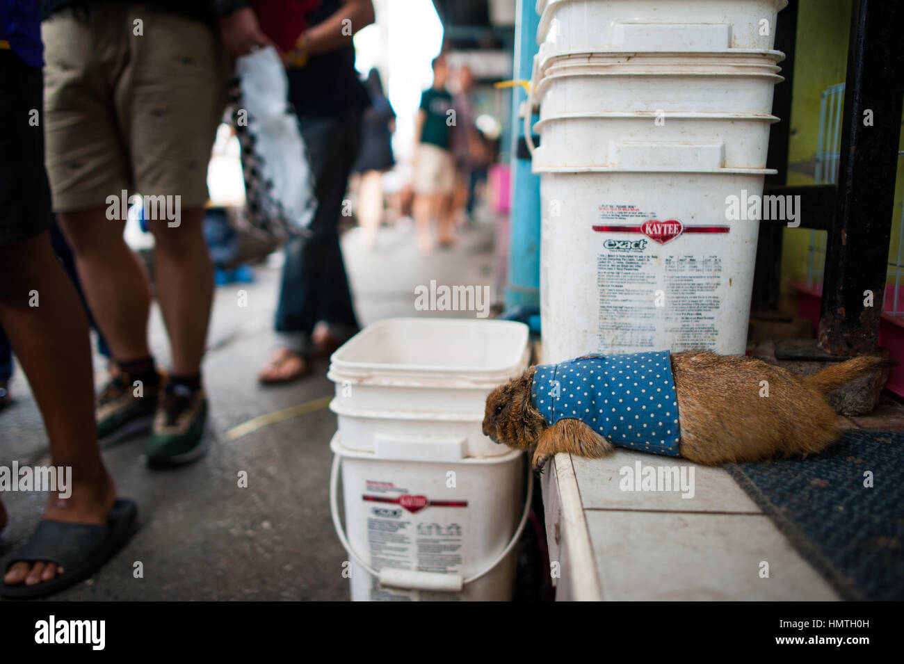 Marmot in Chatuchak Market Stock Photo