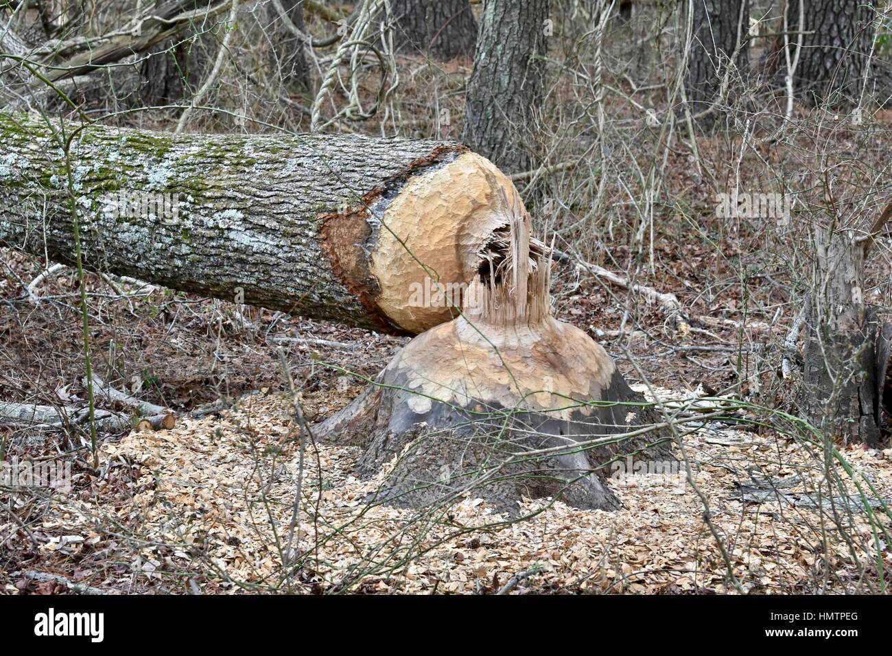 Tree cut down by a beaver hires stock photography and images Alamy