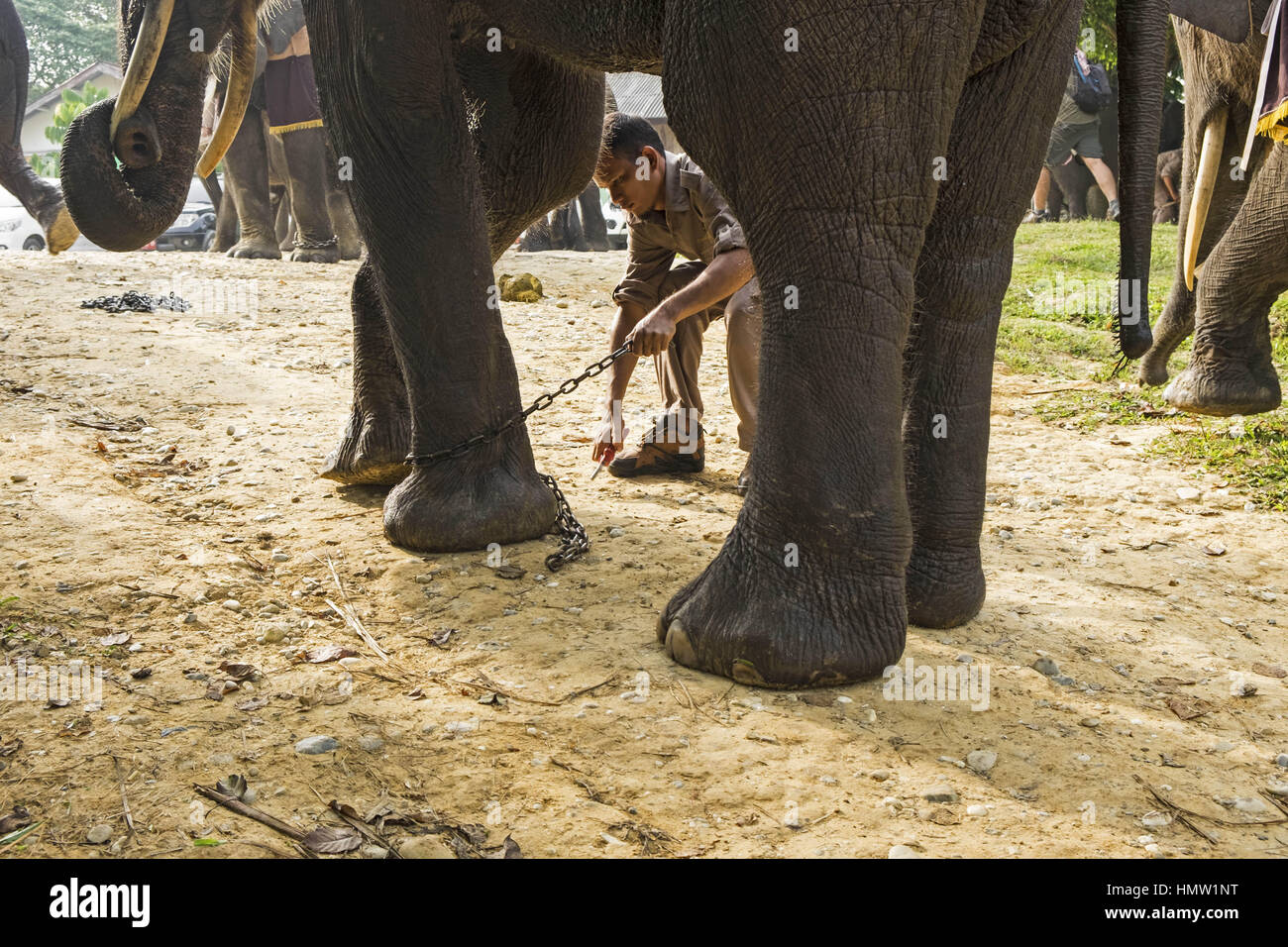 Minas, Riau, Indonesia. 5th Feb, 2017. Sumatran elephants being trained at Minas Elephant Training Centre in Riau Province, Indonesia. Illegal loggers who are destroying the habitat of Sumatran elephants. Sumatran elephants are becoming increasingly endangered due to the destruction of their habitat by logging, palm oil and rubber industries. Credit: Dedy Sutisna/ZUMA Wire/Alamy Live News Stock Photo