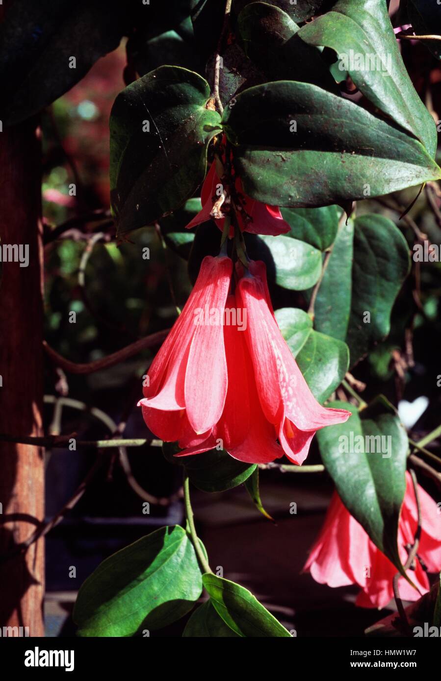 Lapageria rosea /"Chilean Bellflower/" red pure and mix colours